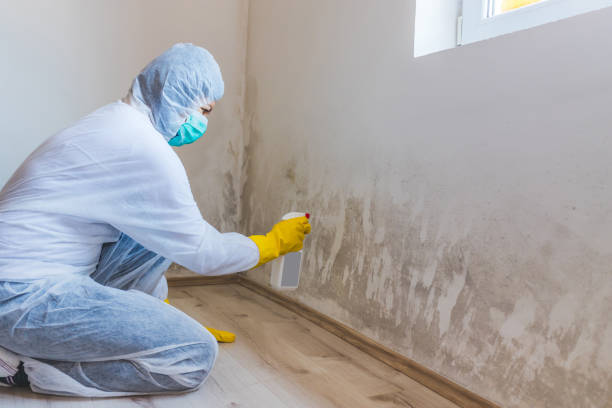 Licensed Mold Testing service in Bellaire, TX - WQB Mold Removal
